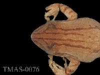 Brauer's tree frog Collection Image, Figure 2, Total 13 Figures